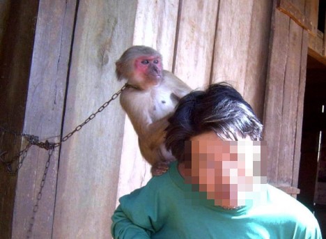 Cảnh nuôi nhốt khỉ như thế này tương đối phổ biến ở Việt Nam (Ảnh chụp tại Sóc Bom Bo, tỉnh Bình Phước)
